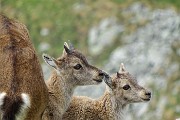 54 Piccoli di stambecco